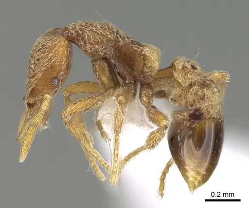 Strumigenys biroi specimen CASENT0216908 image casent0216908_3