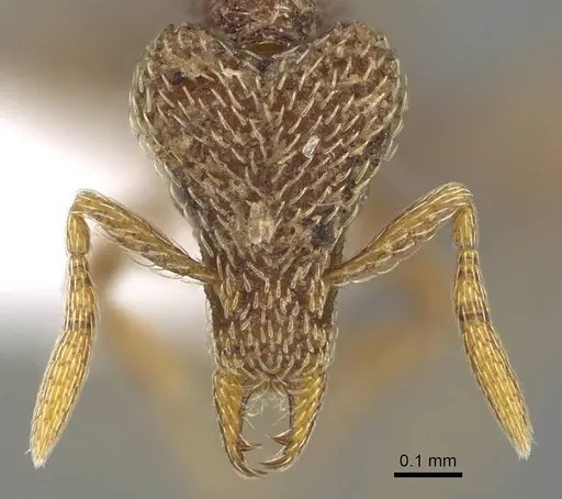 Strumigenys biroi specimen CASENT0222005 image casent0222005_2