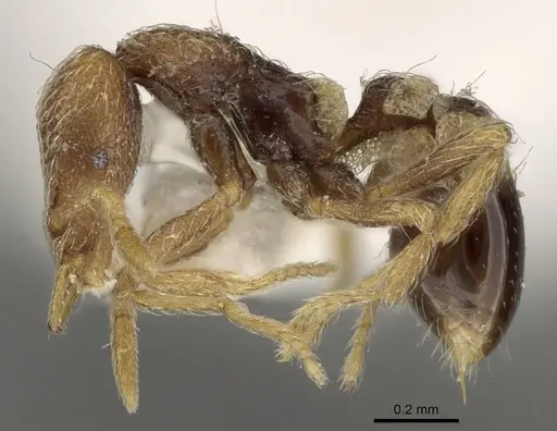 Strumigenys biroi specimen CASENT0280753 image casent0280753_3