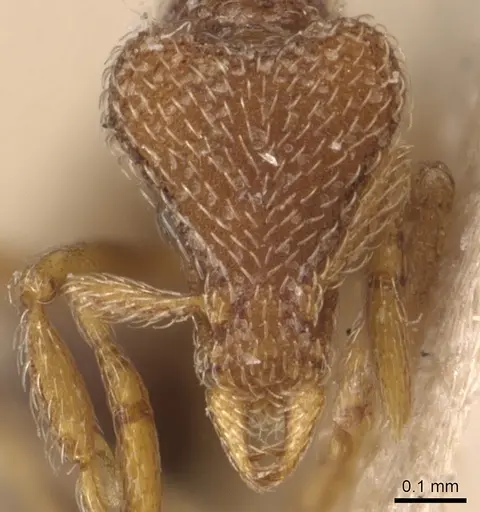 Strumigenys biroi specimen CASENT0904949 image casent0904949_2
