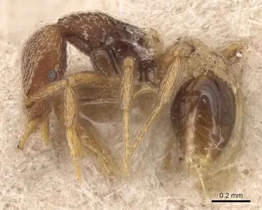 Strumigenys biroi specimen CASENT0904949 image casent0904949_3