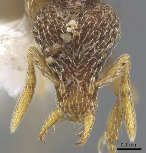 Strumigenys biroi specimen CASENT0914784 image casent0914784_2
