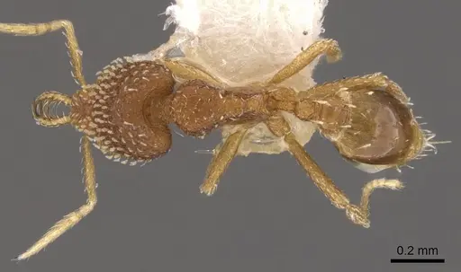 Strumigenys bitheria specimen CASENT0900635 image casent0900635_1