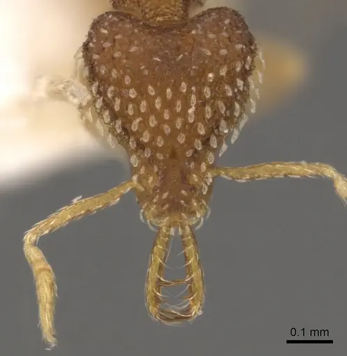 Strumigenys bitheria specimen CASENT0900635 image casent0900635_2
