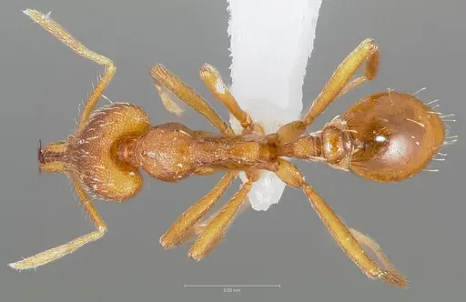 Strumigenys bola specimen CASENT0004370 image casent0004370_1