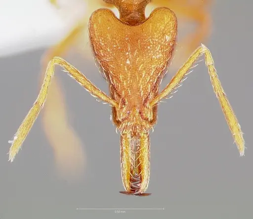 Strumigenys bola specimen CASENT0004370 image casent0004370_2