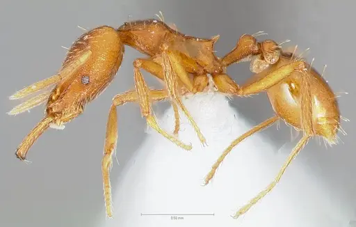 Strumigenys bola specimen CASENT0004370 image casent0004370_3