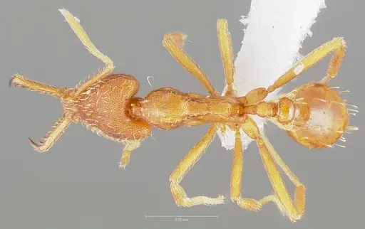 Strumigenys bola specimen CASENT0005497 image casent0005497_1