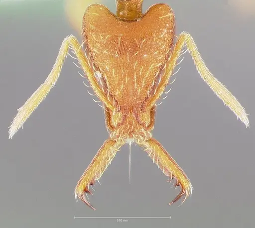 Strumigenys bola specimen CASENT0005497 image casent0005497_2