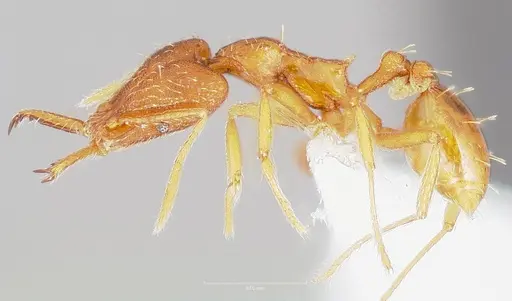 Strumigenys bola specimen CASENT0005497 image casent0005497_3