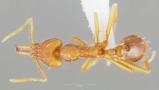 Strumigenys bola specimen CASENT0005498 image casent0005498_1