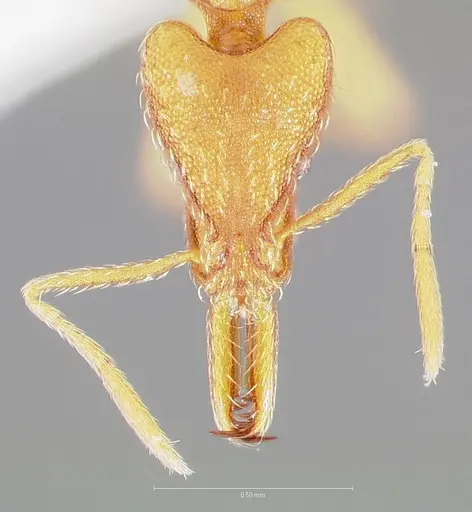 Strumigenys bola specimen CASENT0005498 image casent0005498_2