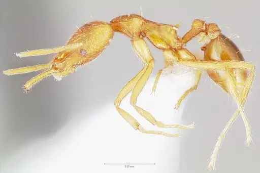 Strumigenys bola specimen CASENT0005498 image casent0005498_3