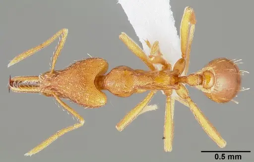 Strumigenys bola specimen CASENT0005499 image casent0005499_1