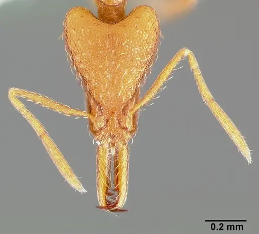 Strumigenys bola specimen CASENT0005499 image casent0005499_2