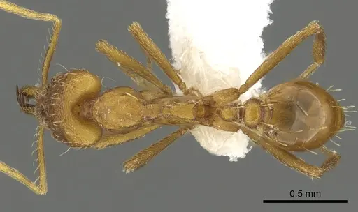Strumigenys bola specimen CASENT0900714 image casent0900714_1