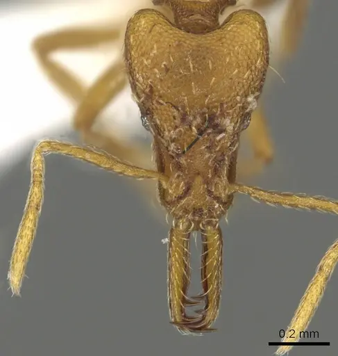 Strumigenys bola specimen CASENT0900714 image casent0900714_2