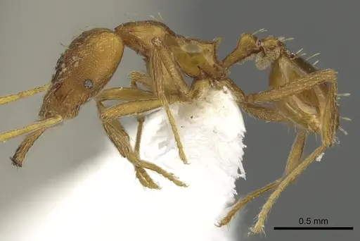 Strumigenys bola specimen CASENT0900714 image casent0900714_3