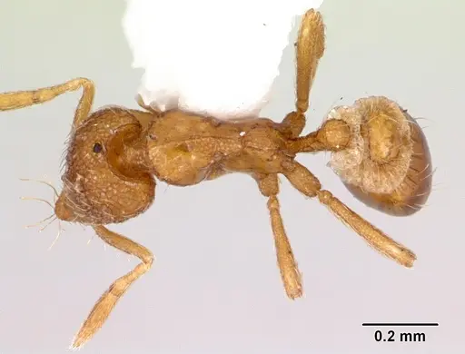 Strumigenys boltoni specimen CASENT0172983 image casent0172983_1