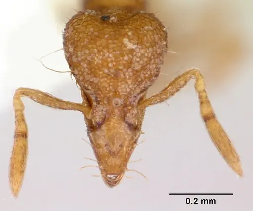 Strumigenys boltoni specimen CASENT0172983 image casent0172983_2