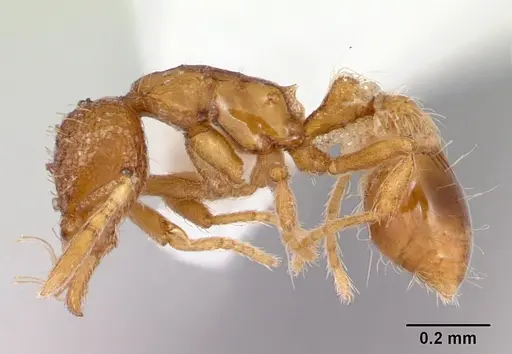 Strumigenys boltoni specimen CASENT0172983 image casent0172983_3