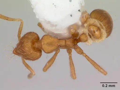 Strumigenys boltoni specimen CASENT0172984 image casent0172984_1