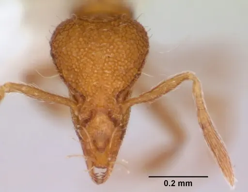 Strumigenys boltoni specimen CASENT0172984 image casent0172984_2