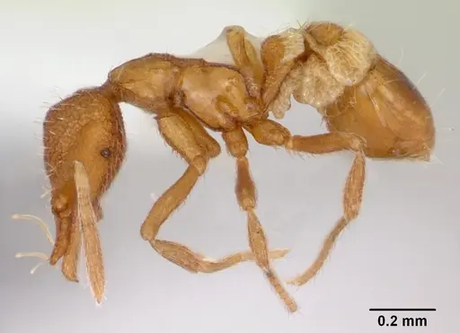 Strumigenys boltoni specimen CASENT0172984 image casent0172984_3