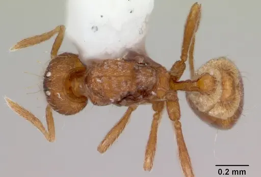Strumigenys boltoni specimen CASENT0172985 image casent0172985_1