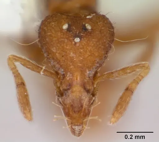 Strumigenys boltoni specimen CASENT0172985 image casent0172985_2