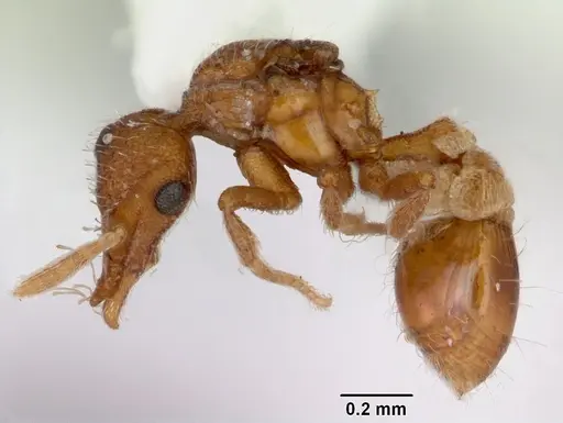 Strumigenys boltoni specimen CASENT0172985 image casent0172985_3