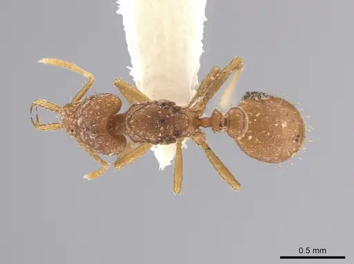 Strumigenys boneti specimen CASENT0641101 image casent0641101_1