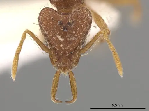 Strumigenys boneti specimen CASENT0641101 image casent0641101_2