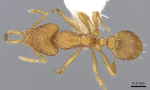 Strumigenys boneti specimen CASENT0914730 image casent0914730_1