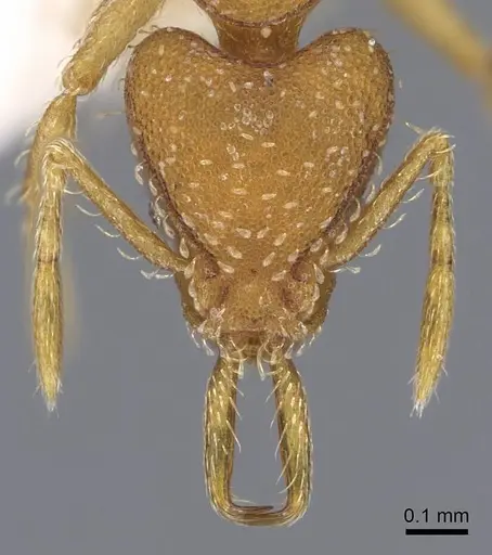 Strumigenys boneti specimen CASENT0914730 image casent0914730_2