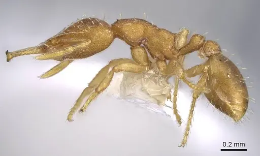 Strumigenys boneti specimen CASENT0914730 image casent0914730_3