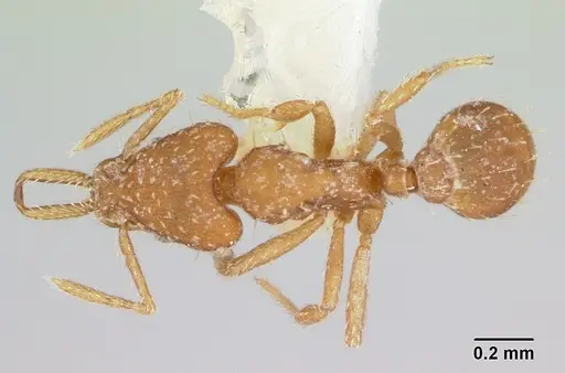 Strumigenys boneti specimen LACMENT002372 image lacment002372_1