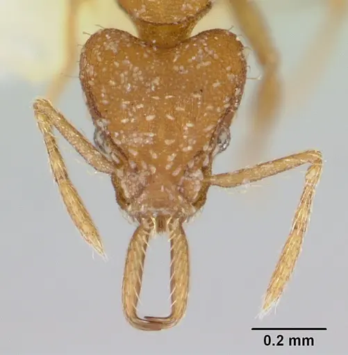 Strumigenys boneti specimen LACMENT002372 image lacment002372_2