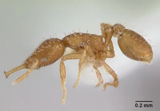 Strumigenys boneti specimen LACMENT002372 image lacment002372_3