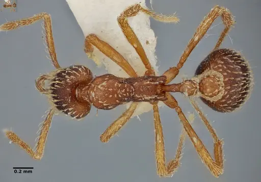 Strumigenys borgmeieri specimen ANTWEB1032494 image antweb1032494_1