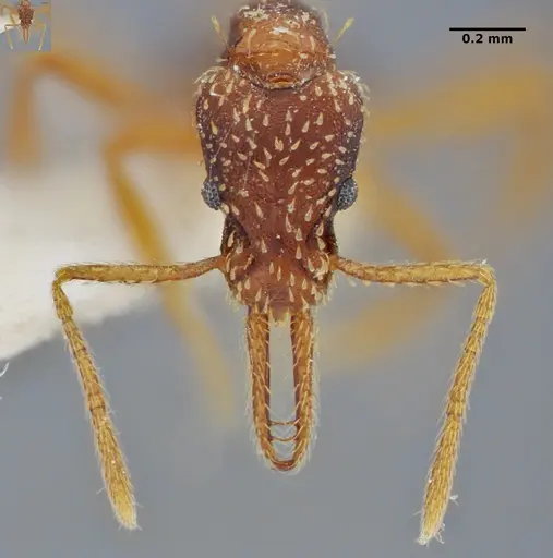 Strumigenys borgmeieri specimen ANTWEB1032494 image antweb1032494_2