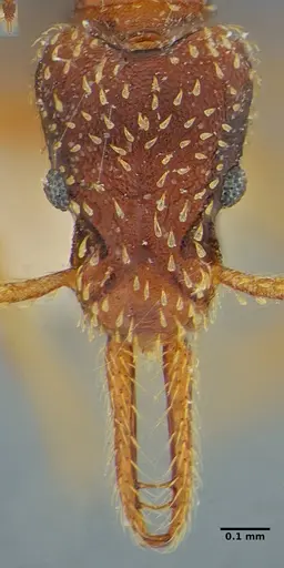 Strumigenys borgmeieri specimen ANTWEB1032494 image antweb1032494_3