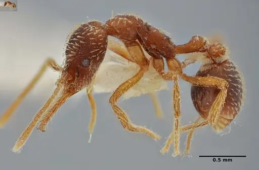 Strumigenys borgmeieri specimen ANTWEB1032494 image antweb1032494_4