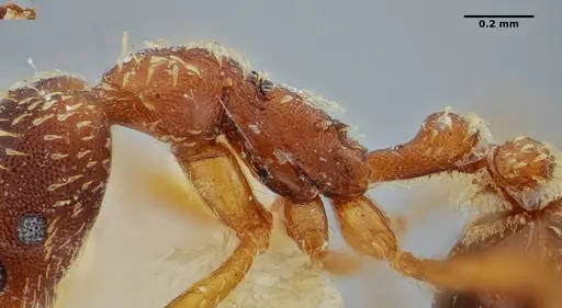 Strumigenys borgmeieri specimen ANTWEB1032494 image antweb1032494_5