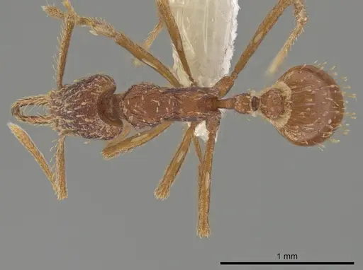 Strumigenys borgmeieri specimen CASENT0633464 image casent0633464_1