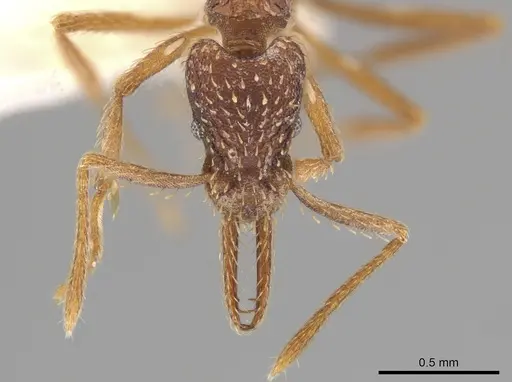 Strumigenys borgmeieri specimen CASENT0633464 image casent0633464_2