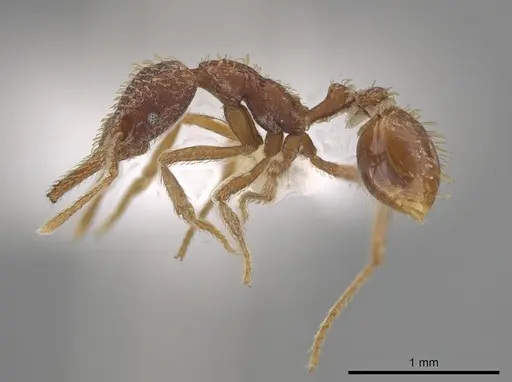 Strumigenys borgmeieri specimen CASENT0633464 image casent0633464_3