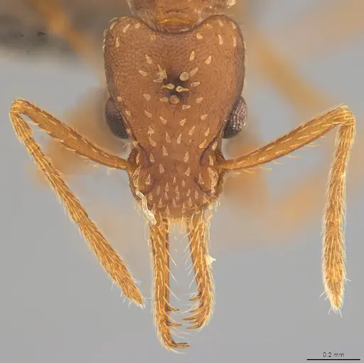 Strumigenys borgmeieri specimen CASENT4036198 image casent4036198_1