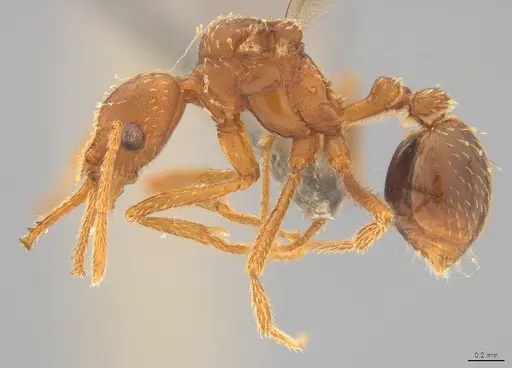 Strumigenys borgmeieri specimen CASENT4036198 image casent4036198_2
