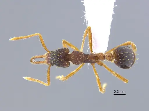 Strumigenys borgmeieri specimen CBUMAGENT41679 image cbumagent41679_1